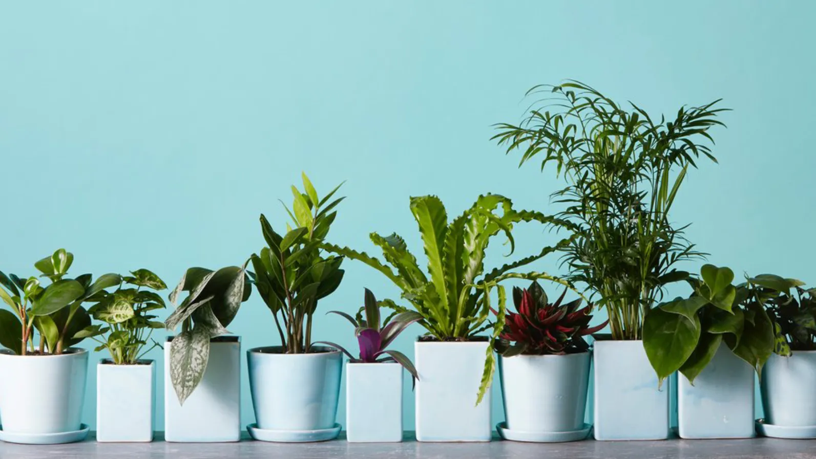 5 комнатных растений с осенним настроением